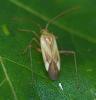 Adelphocoris lineolatus